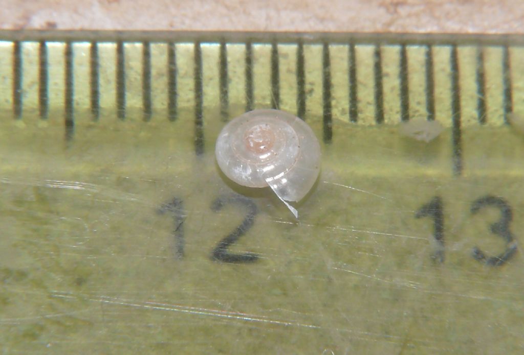 cf Vitra subrimata